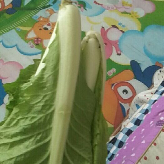 曹县 精品快菜