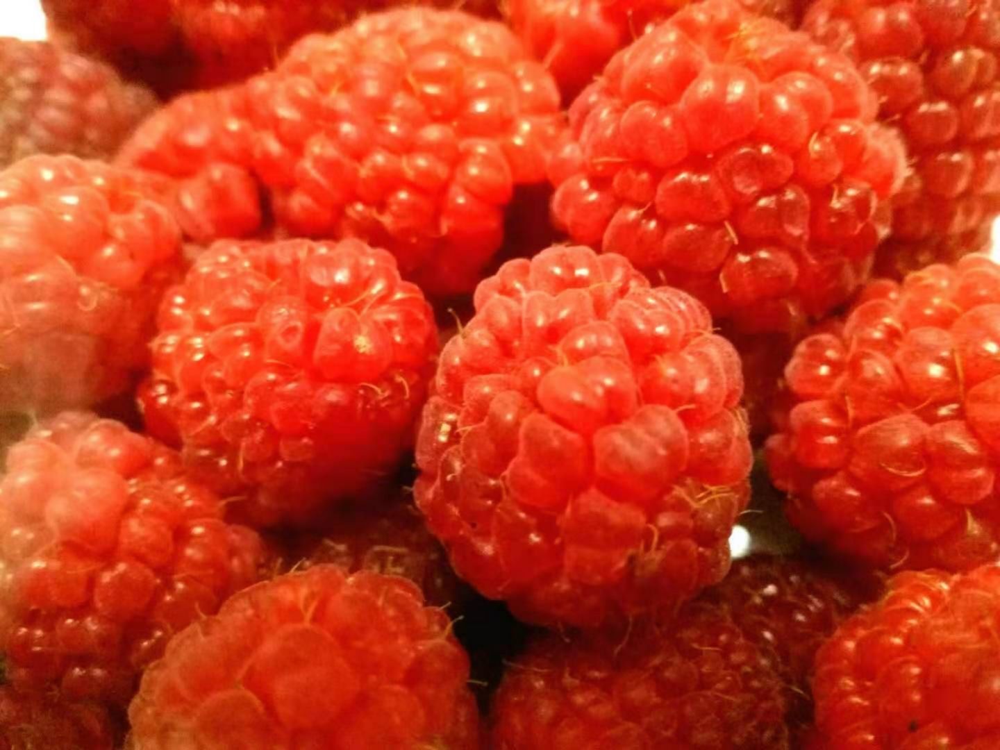 天津红树莓 鲜果