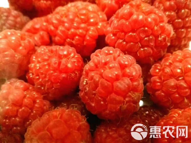 红树莓 鲜果