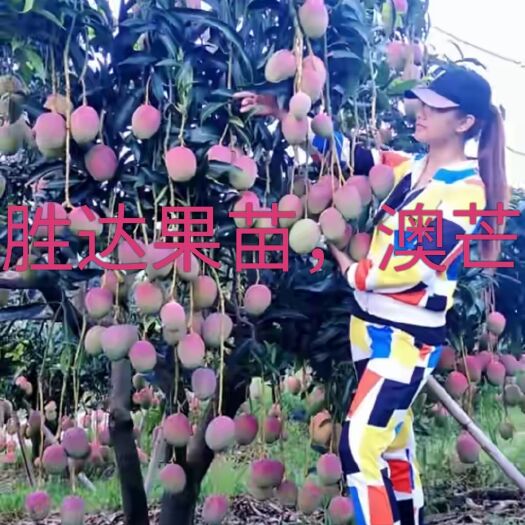 灵山县澳芒苗 澳洲芒，红芒苗，四季蜜芒。