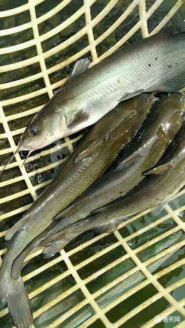 重庆大口鲶鱼 人工养殖 0.5公斤以下