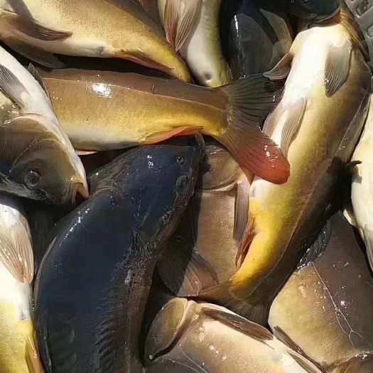  裸鲤