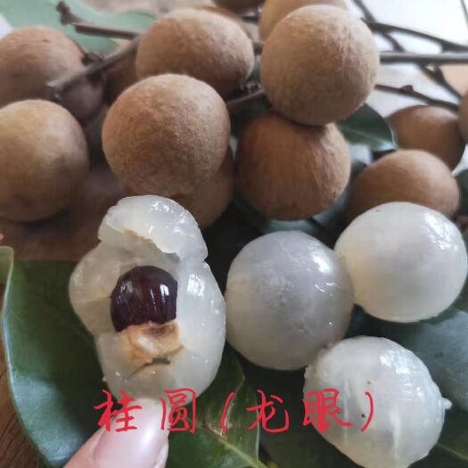 龙陵县 桂圆（龙眼）