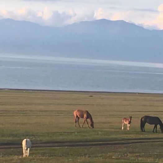 尉犁县 长期供应新疆的盐碱地的羊肉