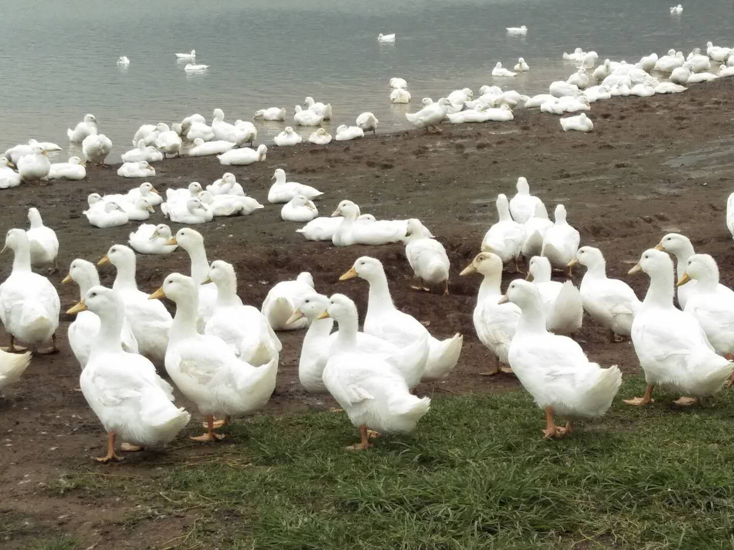 桂柳鸭苗 桂柳白鸭 北京鸭 樱桃谷鸭 厂家直销 包打疫苗 技术指导