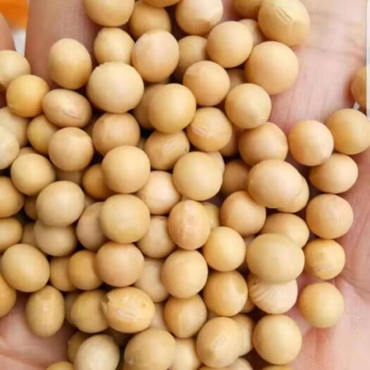 临清市皖豆28 生大豆 1等品
