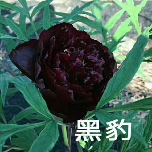 菏泽观赏牡丹 0.5米以下 2cm以下 4cm以下