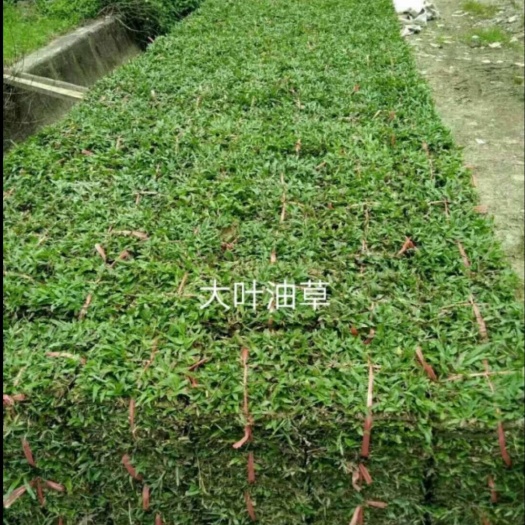 广州大叶油草