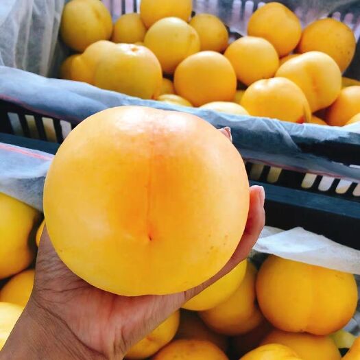 东港市 精品丹东黄金蜜桃