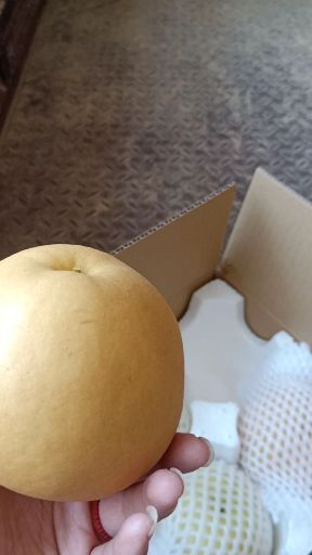 东阿县圆黄梨 75mm以上 350-400g