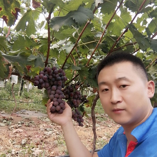  千亩有机果园，巨玫瑰，美国红提