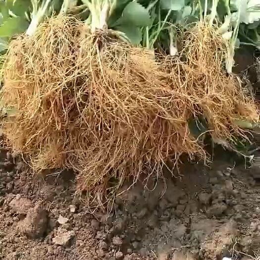 泰安新大棚草莓苗批发 红颜草莓苗多少钱一棵