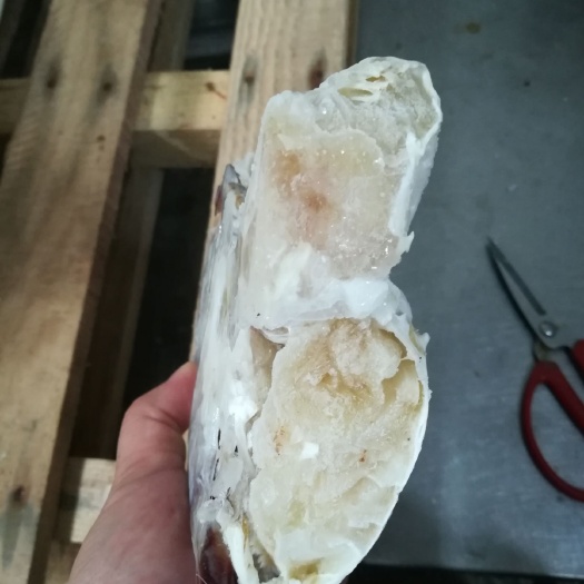 梭子蟹 本公司供应泡沫箱蟹和切割蟹