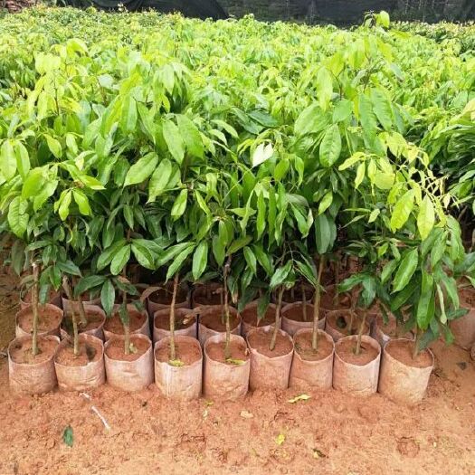 灵山县无核荔枝苗 无核荔枝，果肉饱满，无核，香甜可口。荔枝中的佳品。