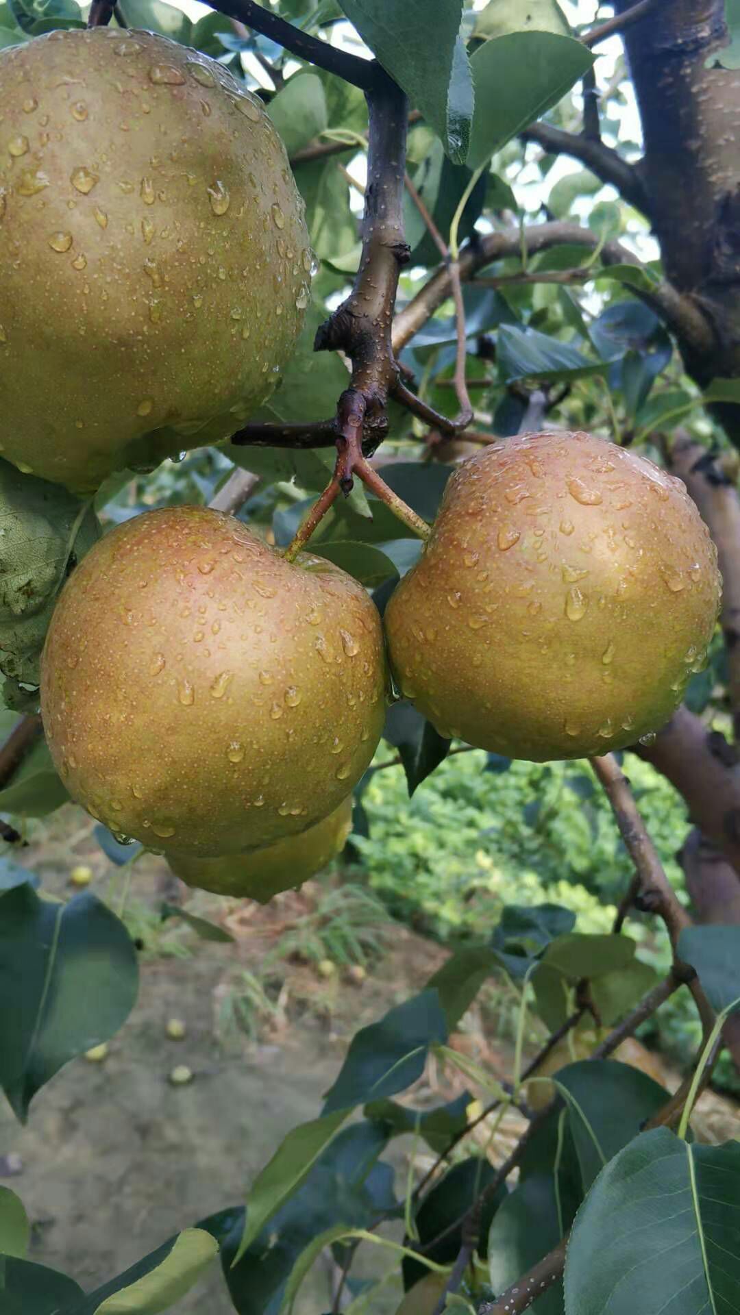 雨露香梨 大量上市  皮薄  脆甜  汁水丰富 货源充足