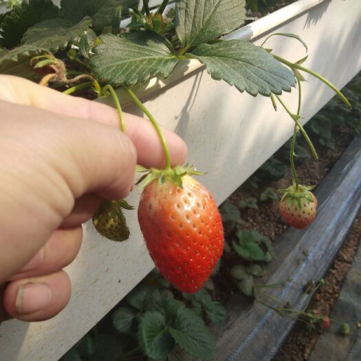 泰安 各种品种草莓苗需要老板联系
