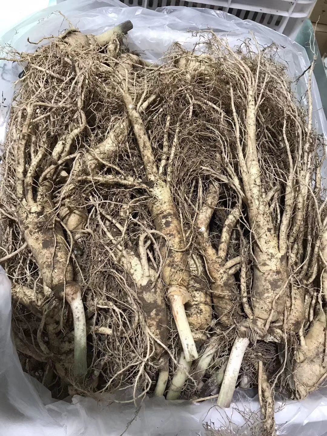  长白山新鲜人参煲汤炖汤泡酒,养生佳品。