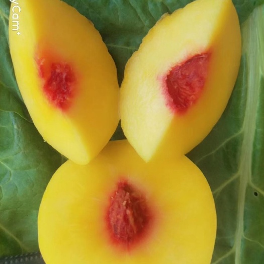 乾县锦绣黄桃 今年的暴款中华锦绣黄水蜜桃！汁多肉厚香甜可口生津止渴