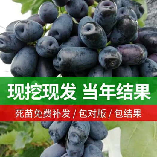平邑县 新品种。甜蜜蓝宝石葡萄苗，澳洲黑手指，黑提葡萄苗。阳光玫瑰