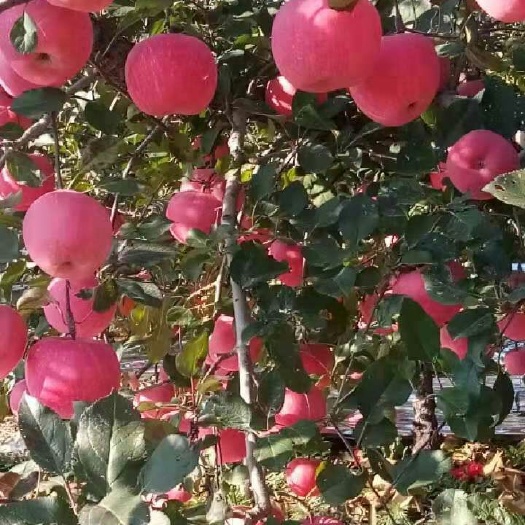 栖霞市 苹果树苗