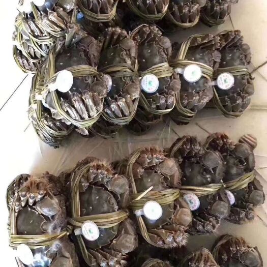 常州阳澄湖镇大闸蟹 螃蟹六月黄