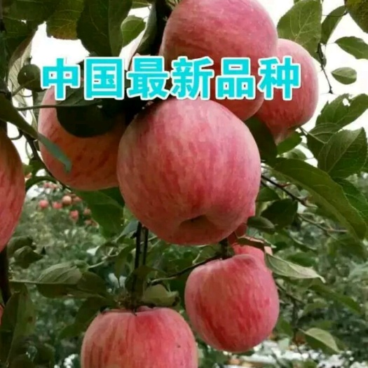 平邑县 冰糖心苹果树苗嫁接矮化红富士苹果苗盆栽地栽南北方种植当年结果