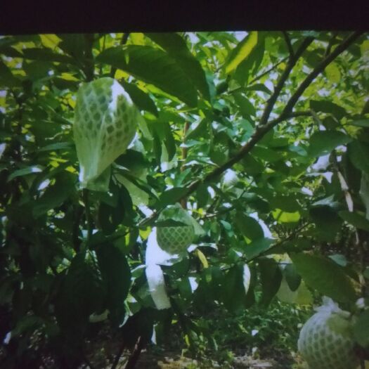 大化县白心番石榴 200-250克