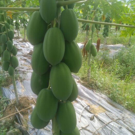 广州红心木瓜 1.5 - 2斤