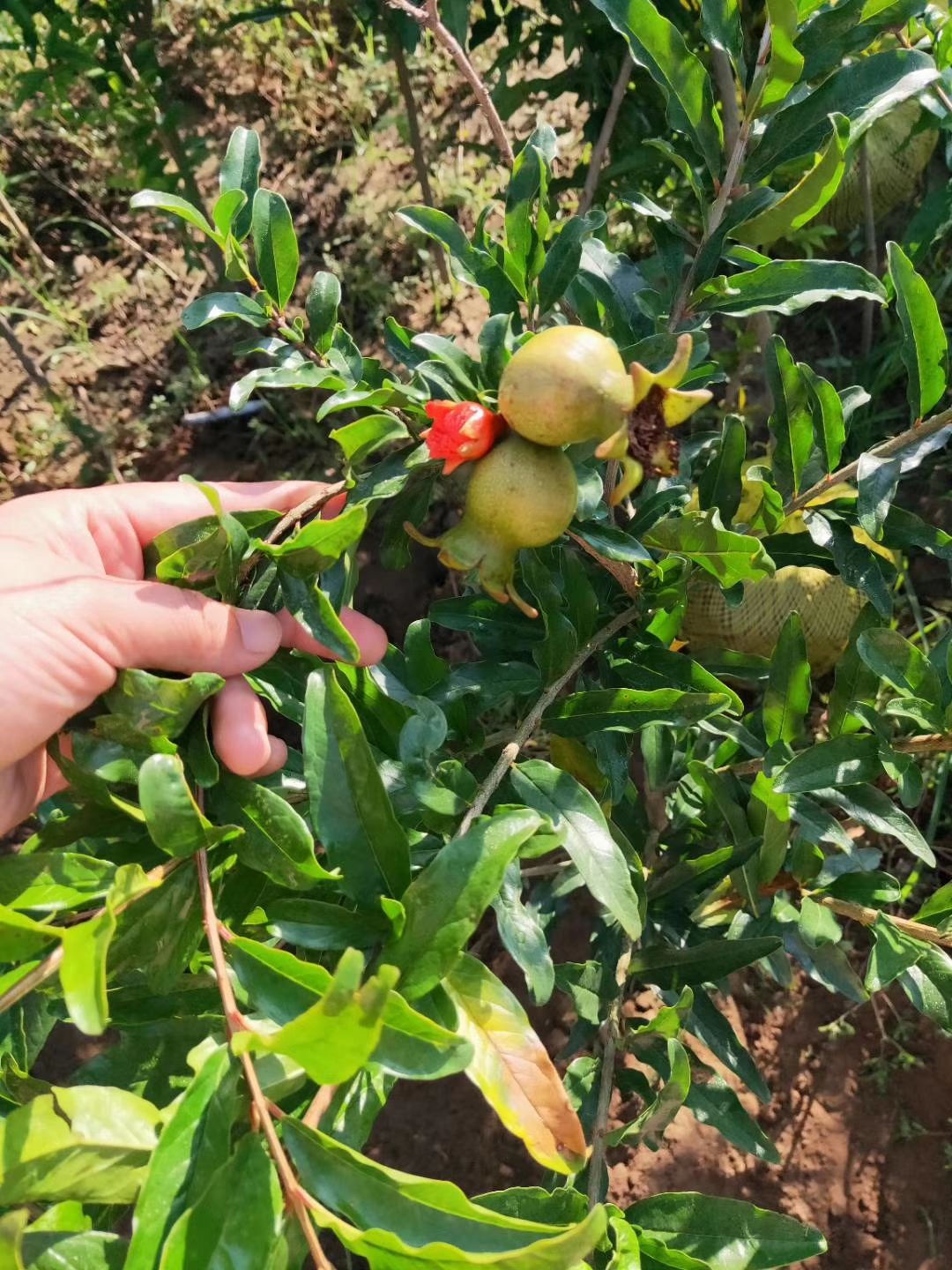  石榴树苗地栽盆栽观赏苗梦阳红大果