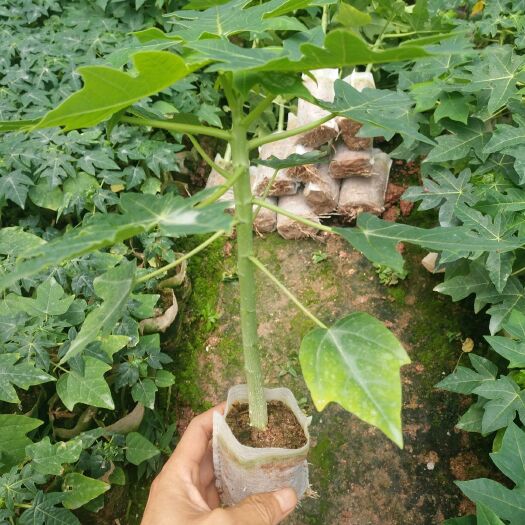 灵山县 红肉水果木瓜苗，带营养杯，带叶发货