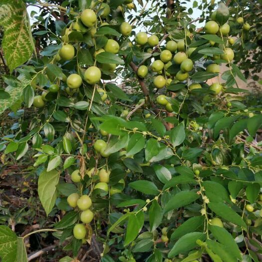 平邑县沾化冬枣苗  根系茂密，成活率高，大量批发，价格美丽。