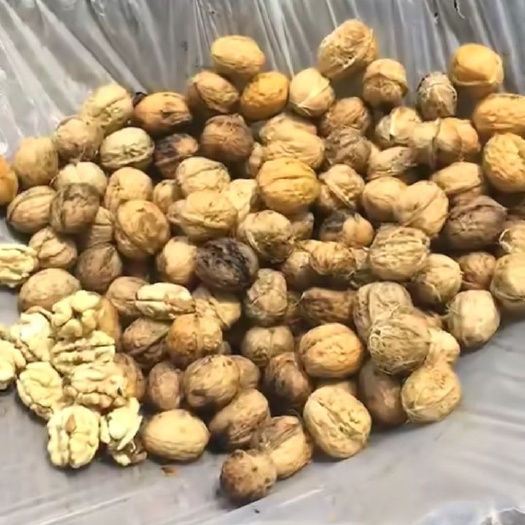 冕宁县 大山里的核桃