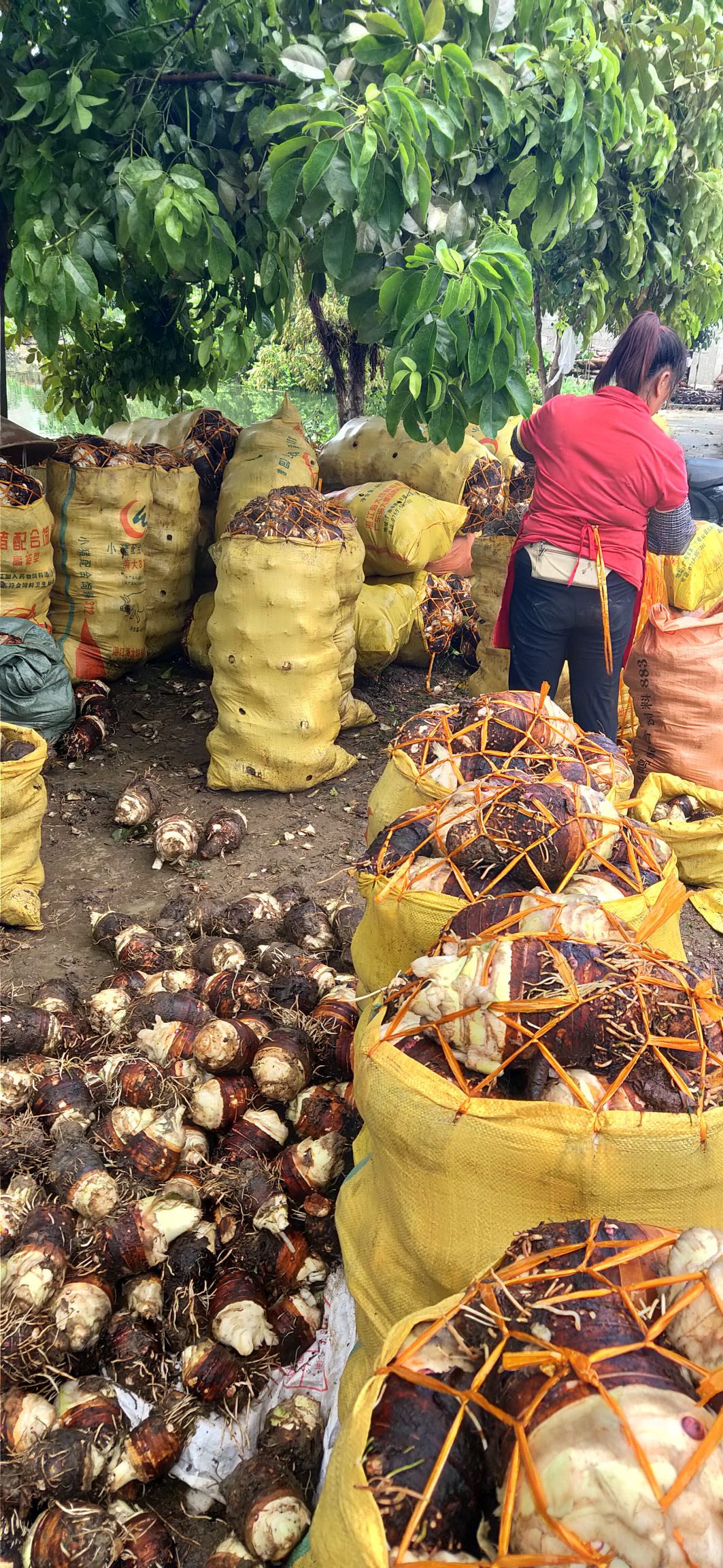 水芋头 香芋自供