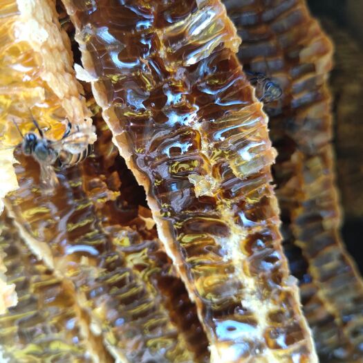 景洪市 西双版纳土蜂蜜百花蜜  一年割一次蜜 纯正花香足