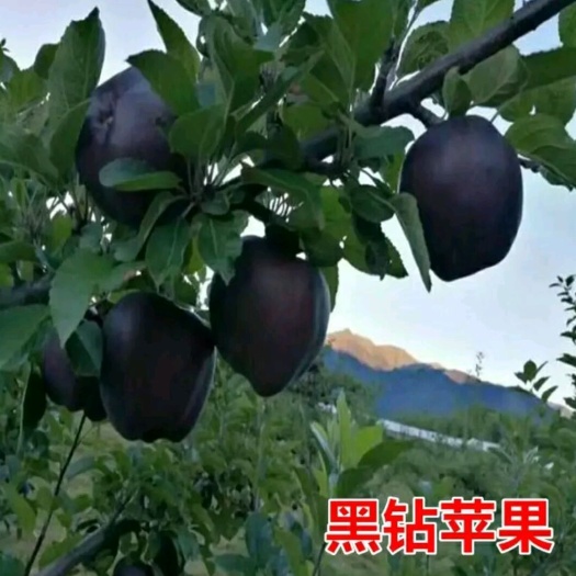 平邑县黑钻苹果树苗 优侁新品种黑钻苹果嫁接苗。果苗纯正包邮。一至五公分。