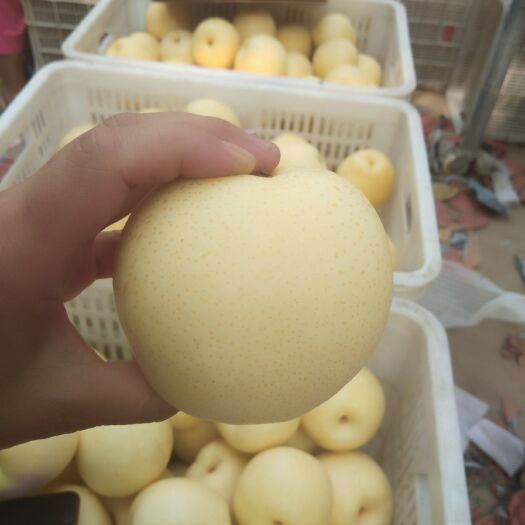 赵县 河北皇冠梨抢了抢了