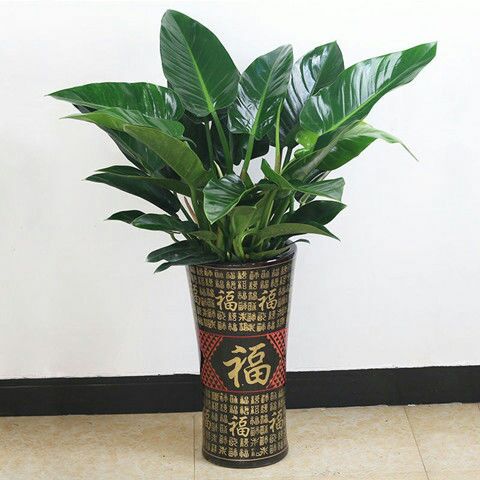 金鑽盆栽 大葉 金鑽 四季常青吸甲醛植物花苗大型綠植盆栽室內高檔盆