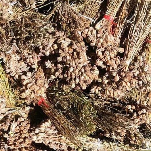 色达县 大量新鲜贝母种子出山……，要的私聊！