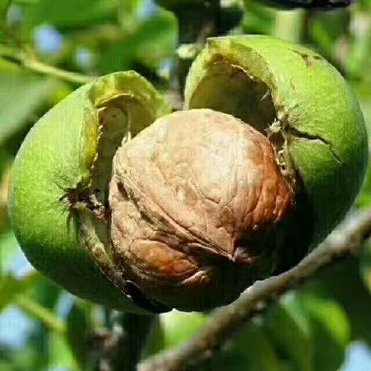 礼泉县 青皮核桃老树油大，绿色无污染欢迎品尝