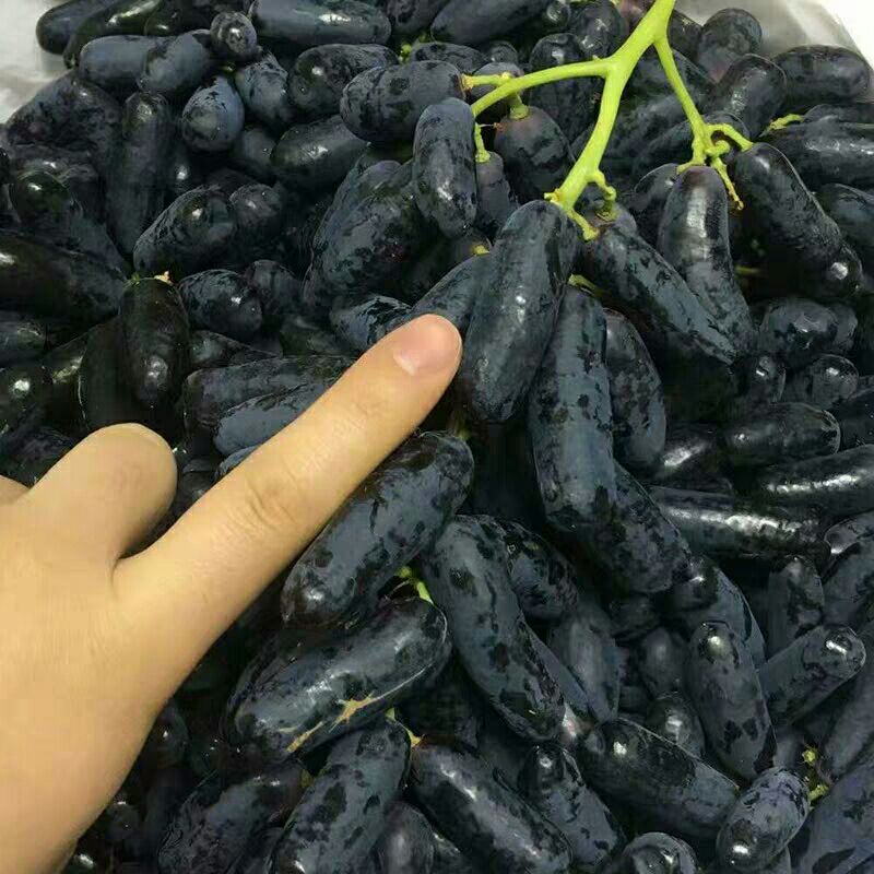  新品种。甜蜜蓝宝石葡萄苗，澳洲黑手指，黑提葡萄苗。阳光玫瑰