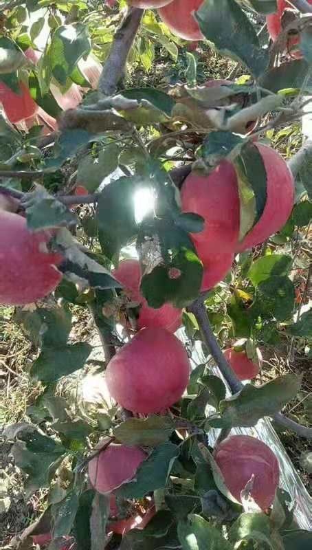 营口寒富苹果树苗  苹果树苗–寒富士苹果树苗