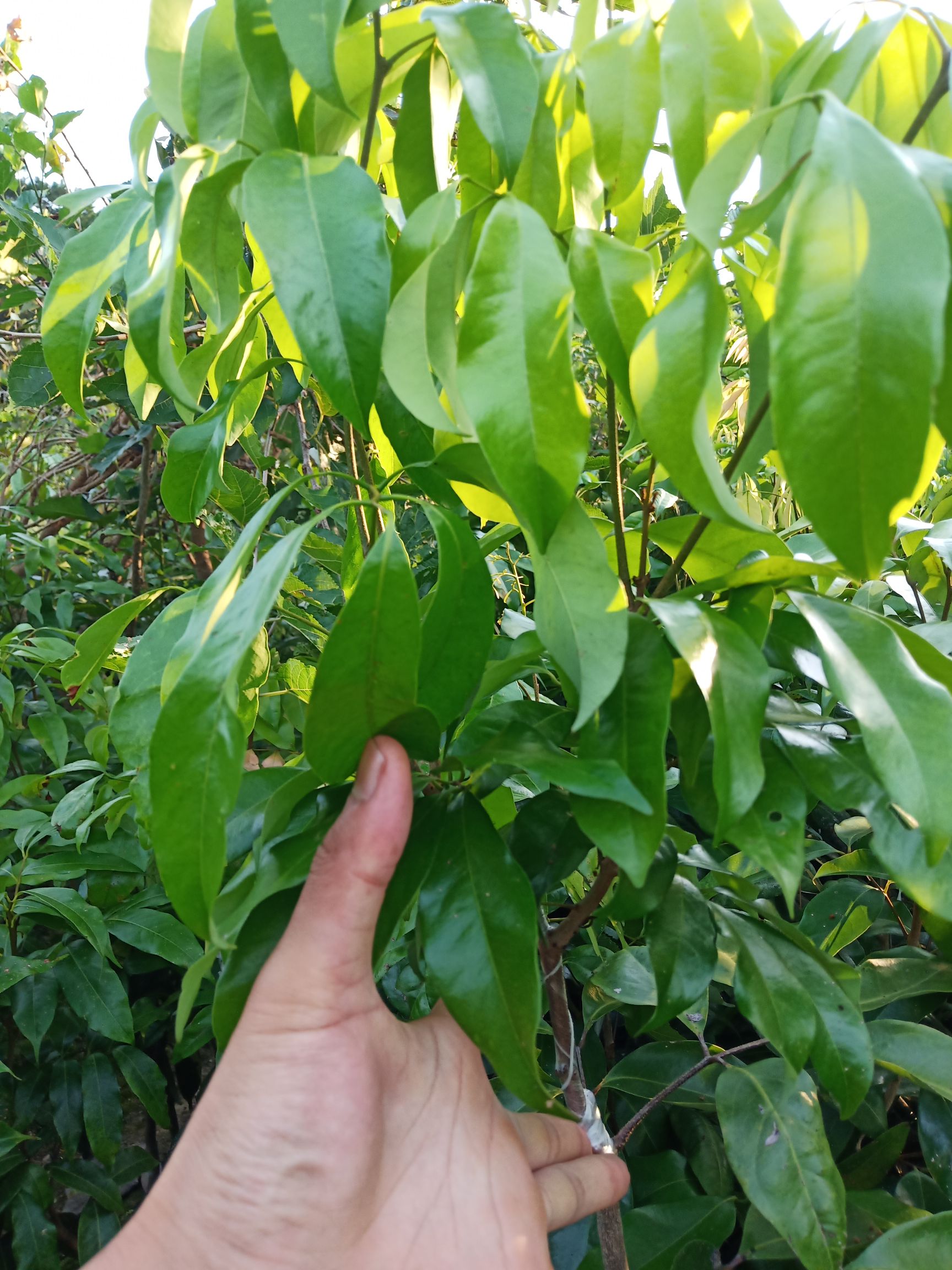 仙进奉  仙进奉荔枝苗木]已上新,机不可失,失不再来,各位老板快酪砸