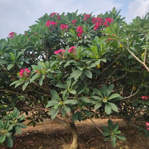 广州红鸡蛋花 红花鸡蛋花 地苗 靓货