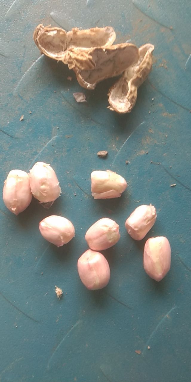白沙系列  明光市，自来桥小白沙鲜果花生，大量上市了，是丘陵地区的，