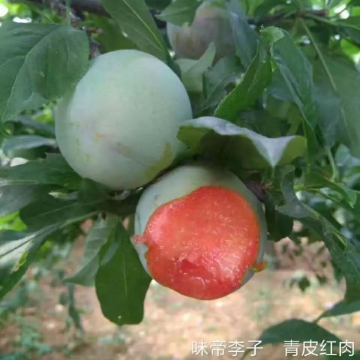 营口味帝李子苗  李子树苗–味帝李子树苗