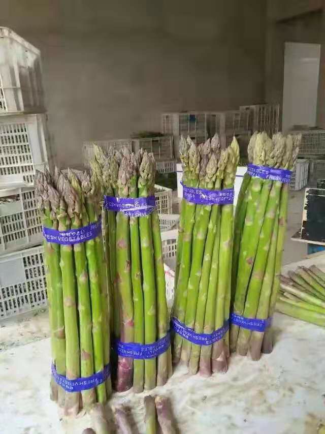 芦笋基地直供绿芦笋蔬菜笋冰鲜包邮一件代发
