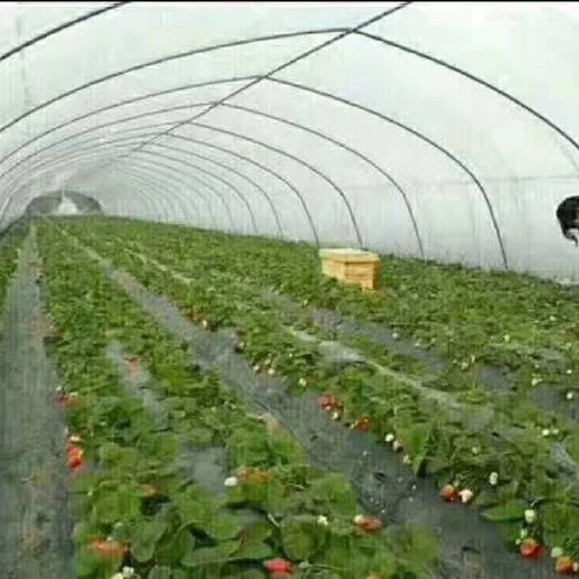 抚顺钢管大棚 专业承接全国各种大棚定制