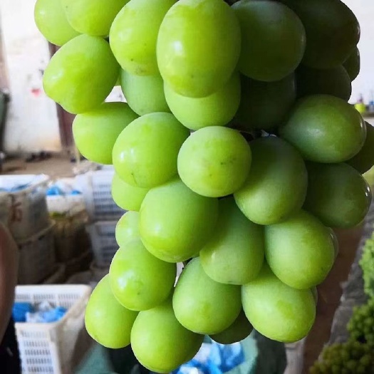 上海阳光玫瑰 阳光，玫瑰。