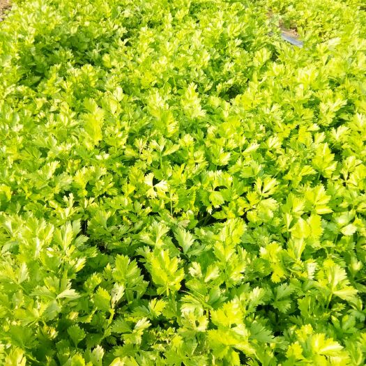 寿光市 新茬地芹菜苗