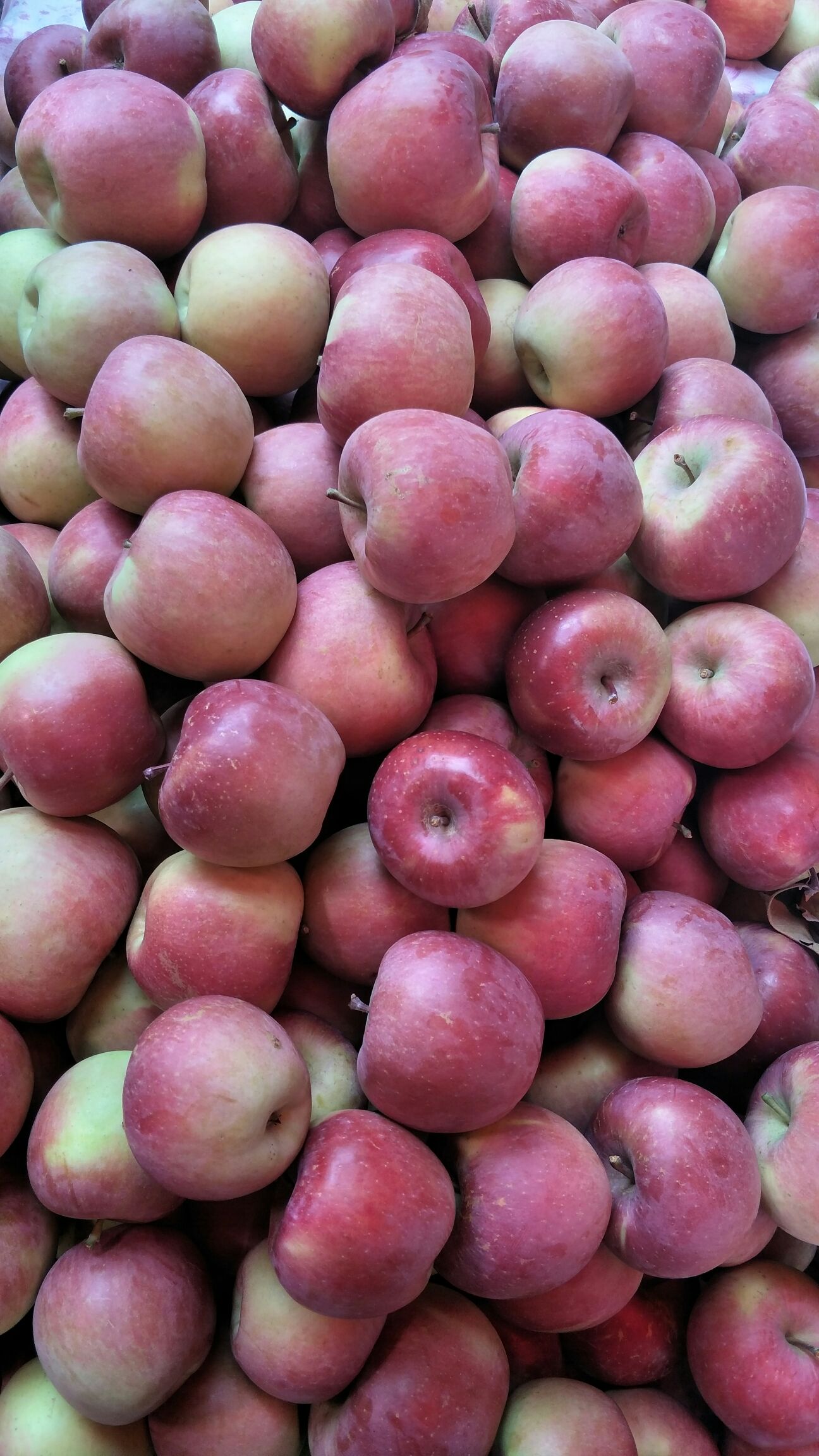  大凉山盐源红蒋军苹果